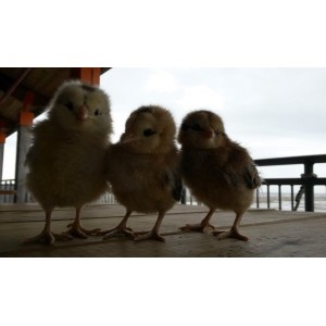 Chicken Care Free E Book Chicken Care Free E Book